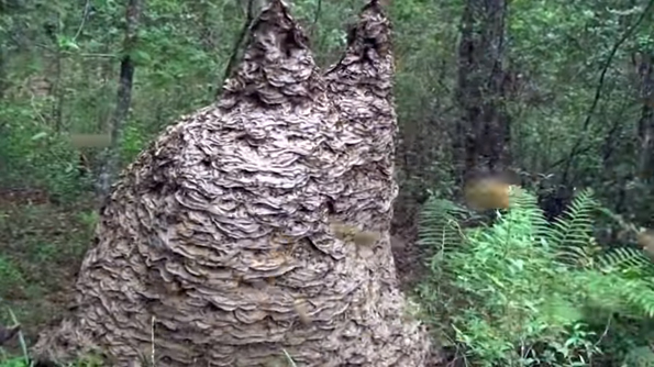 See Footage Of A 6 ½ Foot Wasp’s Nest & Never Sleep Again