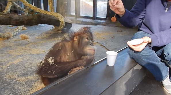 This Orangutan Watching A Magic Trick Will Make You Smile