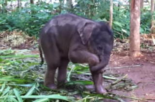 This Baby Elephant Playing With Her Trunk Is The Cutest