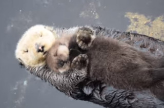 Oh God, Just Look At This Baby Otter Sleeping On His Mom