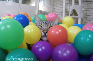 A Cat Enjoying A Ball Pit Is The Nicest Thing You’ll See Today