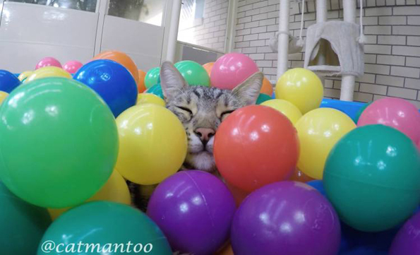 A Cat Enjoying A Ball Pit Is The Nicest Thing You’ll See Today