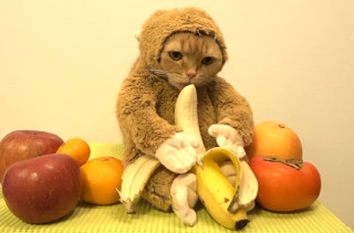 Here’s A  Cat In A Monkey Costume Licking A Banana, NBD