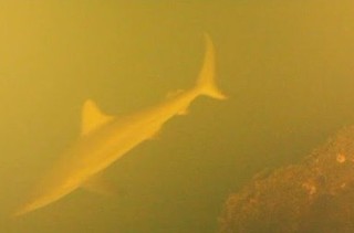LOLWUT?: Scientists Discover Sharks Living In A Volcano