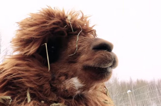 See Alpacas React To Magic & Just TRY Not To Enjoy Yourself