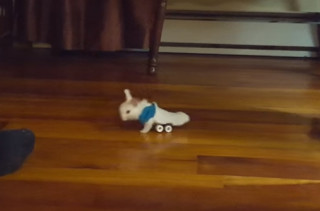 This Tiny Baby Bunny In A Wheelchair Is Next Level Cute