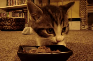 This Tiny Kitten Says “Yum Yum Yum” While Eating His Food