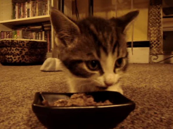 This Tiny Kitten Says “Yum Yum Yum” While Eating His Food