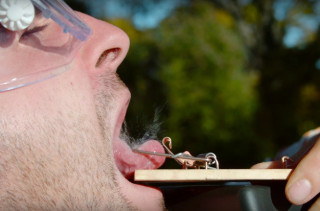Now You Can Watch A Mousetrap Crush A Tongue In Slow Motion