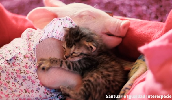 Watch A Piglet Love On A Kitten And Try Not To Scream
