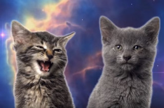 Stop What You’re Doing & Watch This Space Cats Music Video