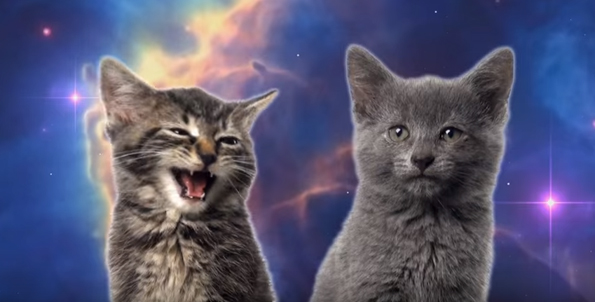 Stop What You’re Doing & Watch This Space Cats Music Video