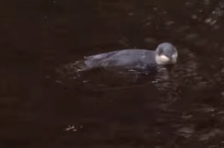 Blindy The Blind Baby Penguin Goes Swimming & It’s Cute AF