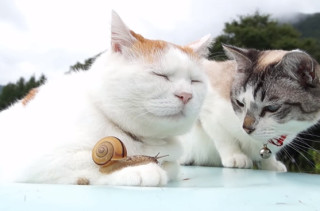 What Happens When You Bring Together Two Cats And A Snail?