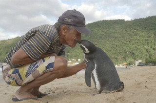 This Penguin Swims 5k Miles To Visit The Man Who Saved Him