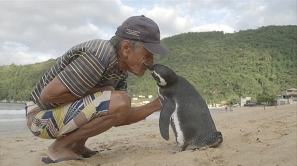 This Penguin Swims 5k Miles To Visit The Man Who Saved Him