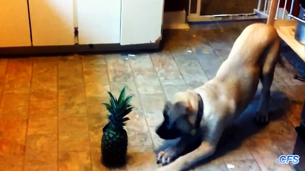 Move Over Cats Vs Cucumbers, Here’s Dogs Vs Pineapples