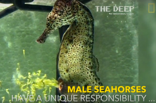 Watch A Male Seahorse Giving Birth To 2,000 Baby Seahorses
