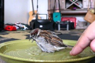 Sparky The Sparrow Taking A Bath Is Pretty Damn Cute