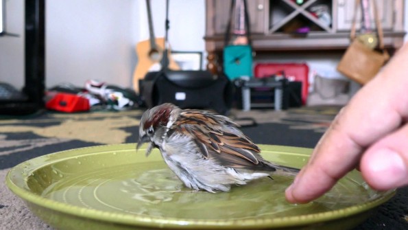 Sparky The Sparrow Taking A Bath Is Pretty Damn Cute