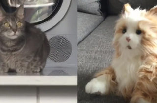 Beans The Cat Meets A Robot Cat And His Reaction Is Hilarious
