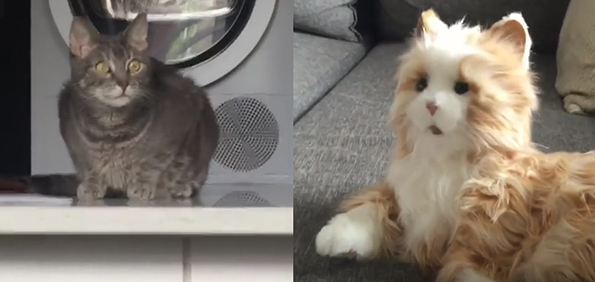 Beans The Cat Meets A Robot Cat And His Reaction Is Hilarious