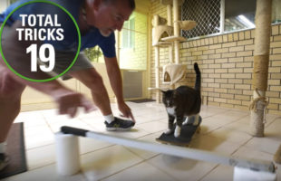 The World Record For Most Tricks Performed By A Cat In 1 Minute