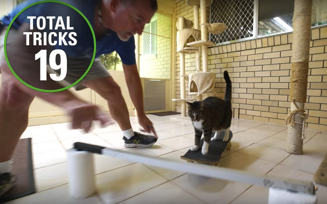 The World Record For Most Tricks Performed By A Cat In 1 Minute