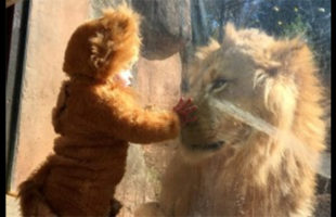 Watch A Little Baby Dressed Like A Lion Meet A Real Lion