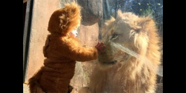 Watch A Little Baby Dressed Like A Lion Meet A Real Lion