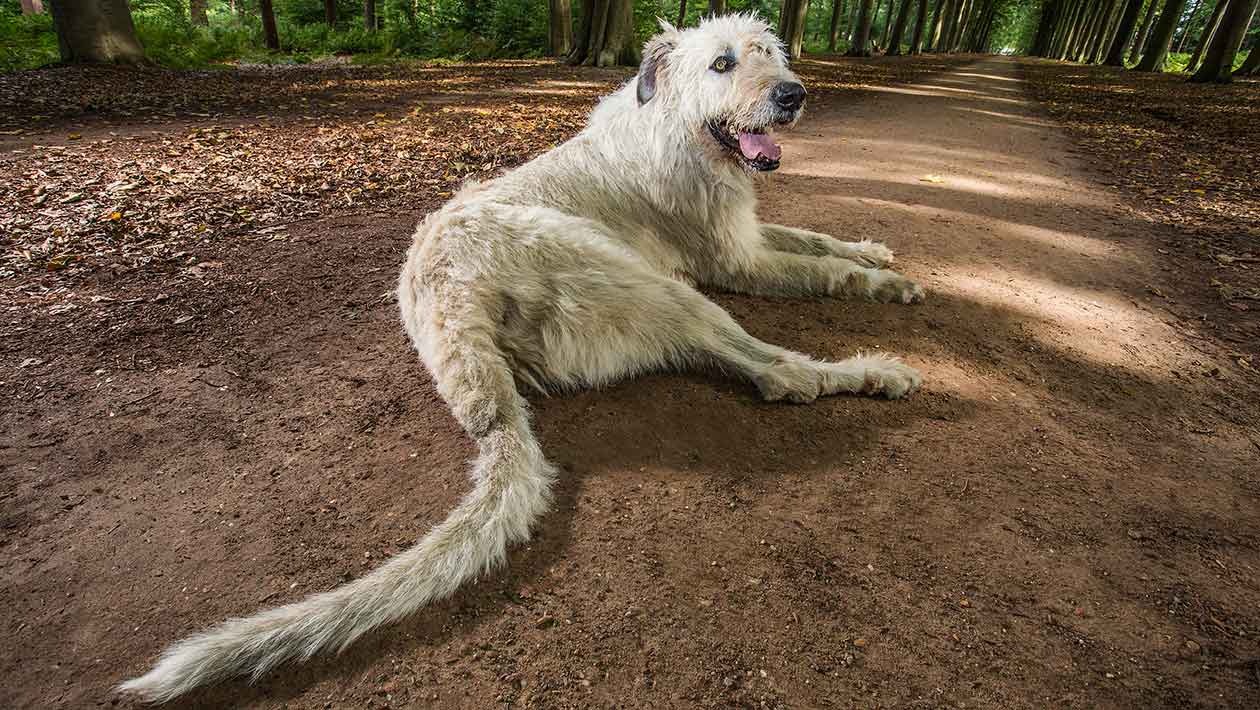 Meet Keon, The Dog With The Longest Tail In The World