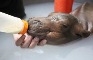 Watch This Little Baby Hippo Fall Asleep While Drinking Milk