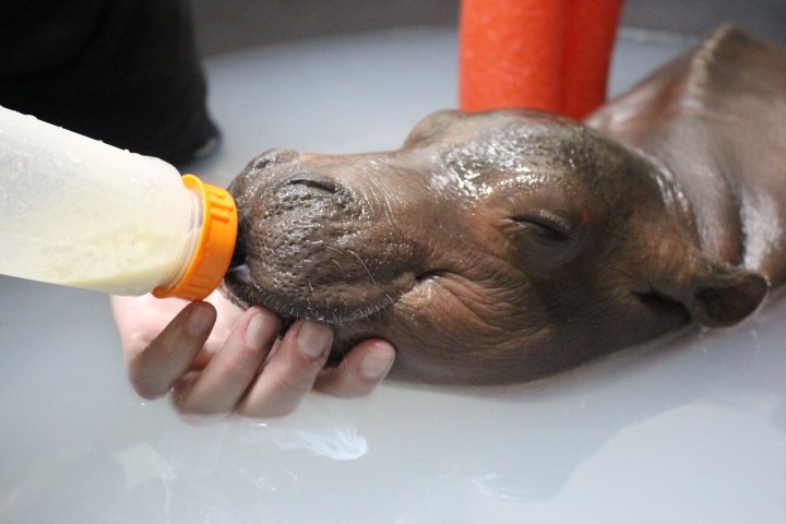 Watch This Little Baby Hippo Fall Asleep While Drinking Milk
