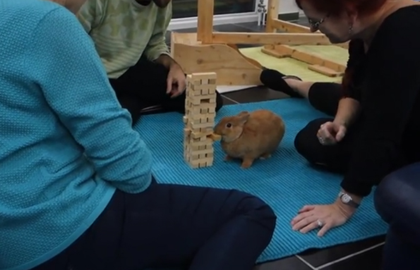 Sorry But This Bunny Is Better At Playing Jenga Than You
