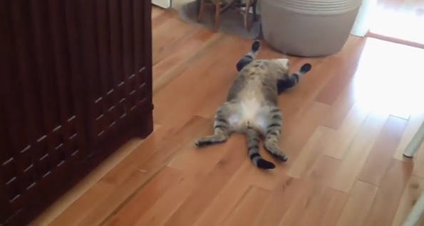 A Ping Pong Ball Makes This Cat Forget How To Cat