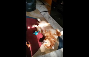 This Dog Came Up With A New Way To Play With Squeaky Toys