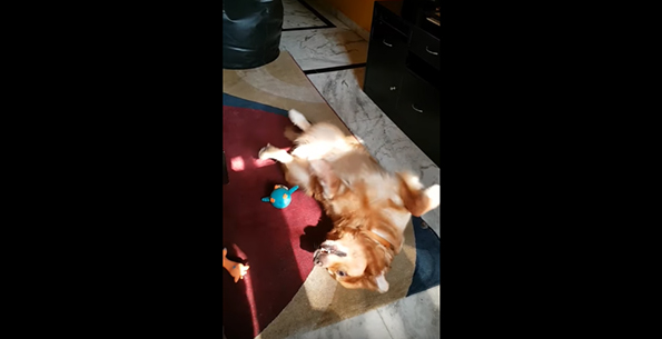 This Dog Came Up With A New Way To Play With Squeaky Toys