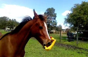 A Horse Playing With A Squeaky Toy Is So Ridiculous It’s Perfect