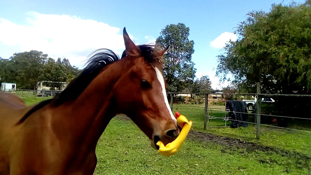 A Horse Playing With A Squeaky Toy Is So Ridiculous It’s Perfect