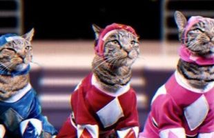 Wow, Check Out The Mighty Morphin Meower Rangers