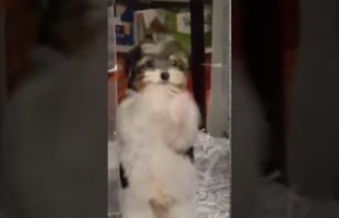 This Puppy’s Happy Dance Is The Best Thing You’ll See Today