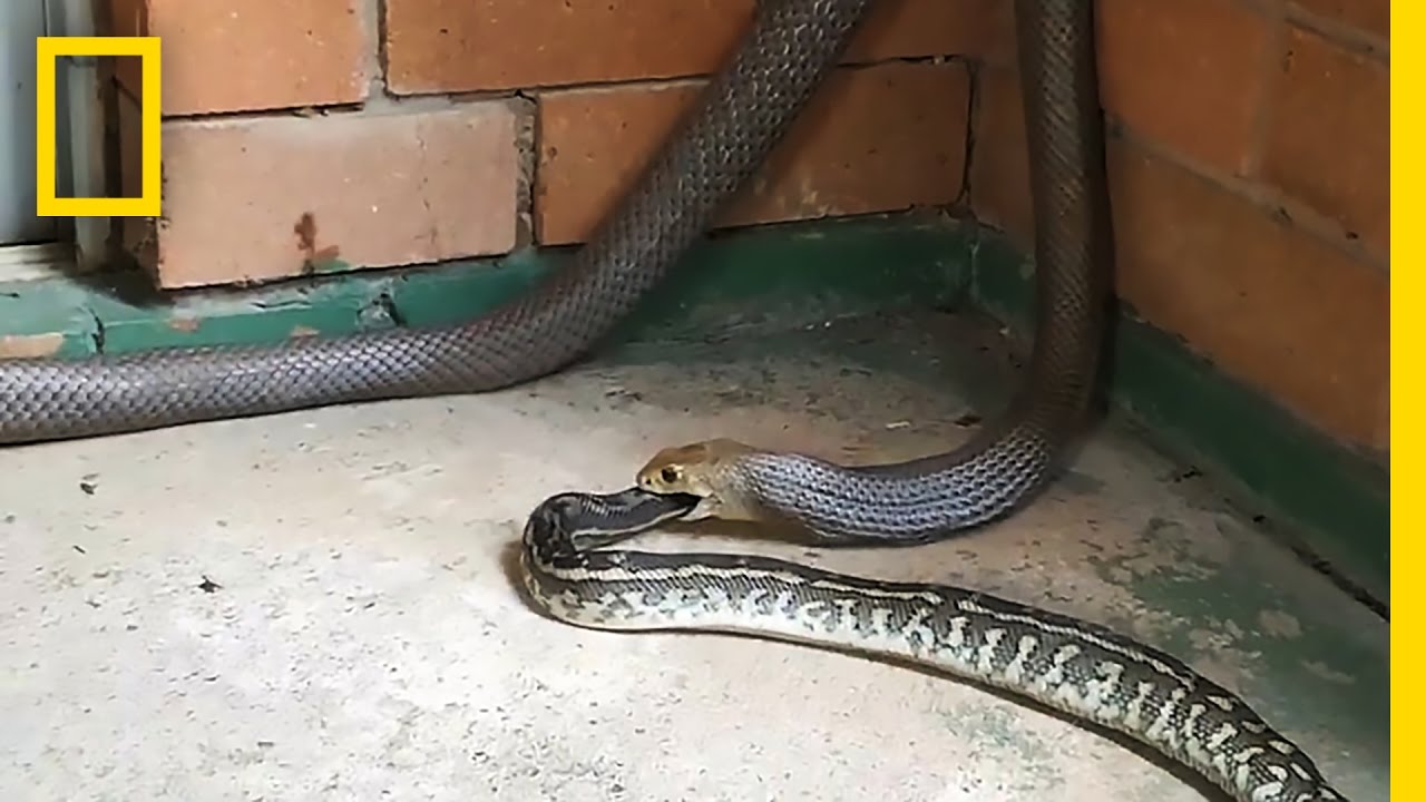 Here’s Some Terrifying Footage Of One Snake Eating Another Snake