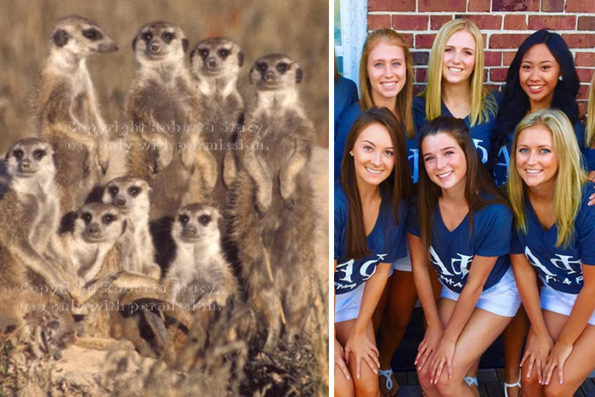 sorority girls pose like meerkats