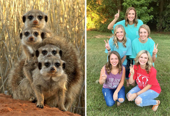 sorority girls pose like meerkats-3