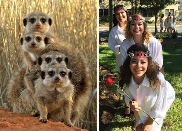 sorority girls pose like meerkats-4