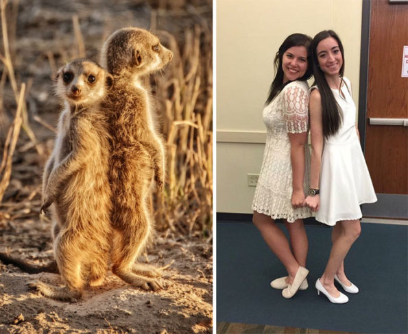 sorority girls pose like meerkat