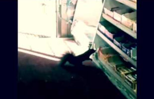 Watch Squirrels Steal Candy From A Convenience Store