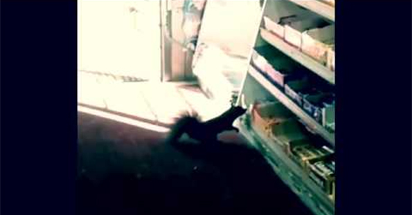 Watch Squirrels Steal Candy From A Convenience Store