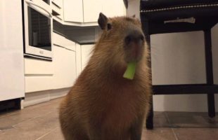 Watch A Capybara Eat Celery And Try Not To Smile