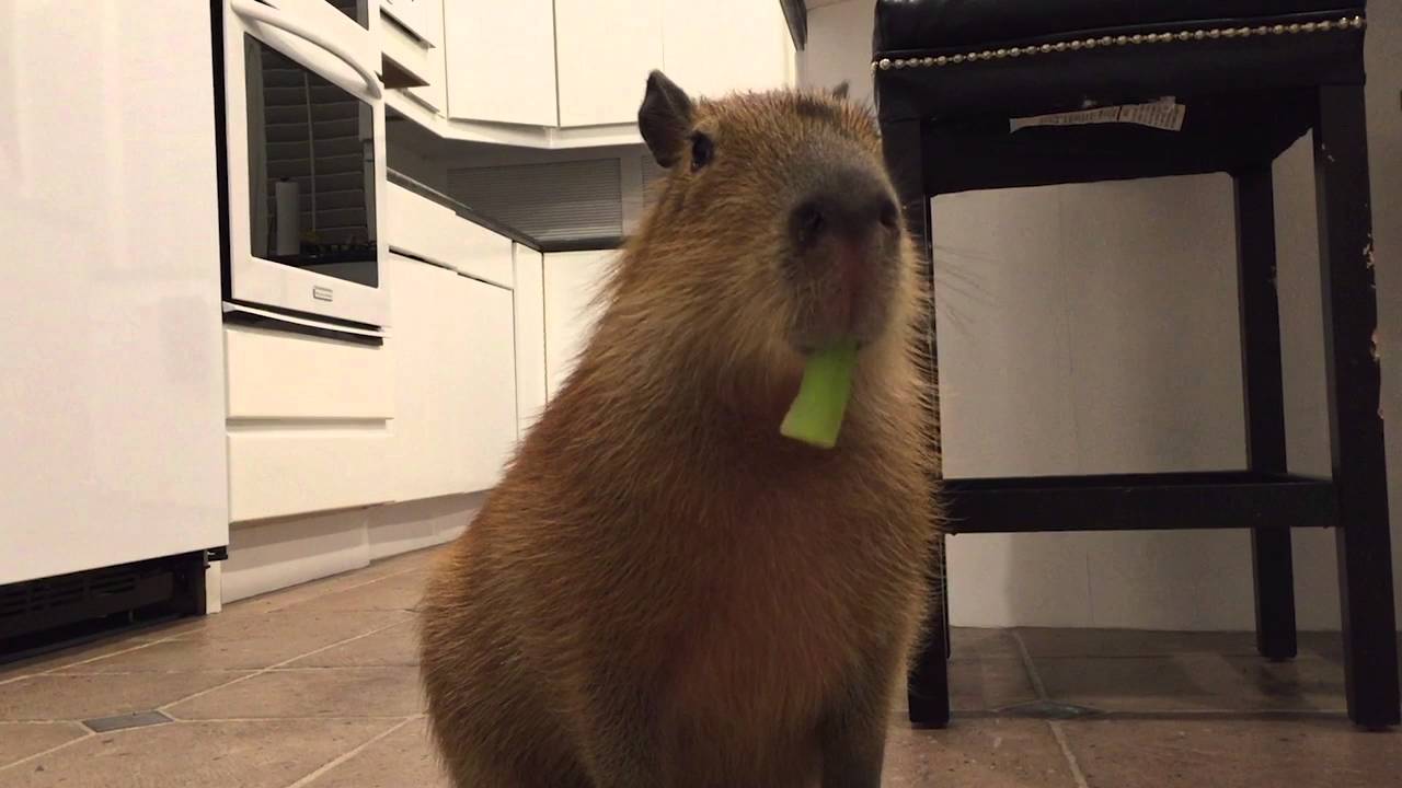 Watch A Capybara Eat Celery And Try Not To Smile
